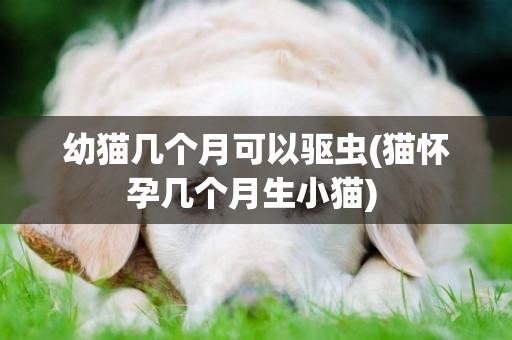 幼貓幾個月可以驅蟲(貓懷孕幾個月生小貓) 