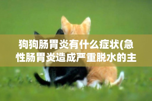 狗狗腸胃炎有什么癥狀(急性腸胃炎造成嚴重脫水的主要原因) 