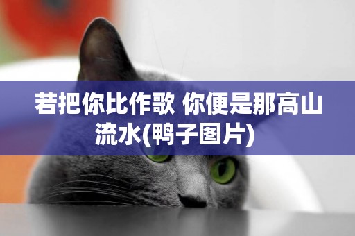 若把你比作歌 你便是那高山流水(鴨子圖片) 