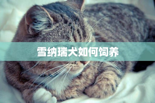 雪納瑞犬如何飼養