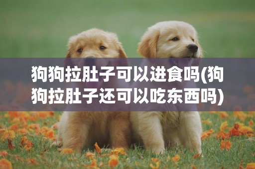 狗狗拉肚子可以進食嗎(狗狗拉肚子還可以吃東西嗎) 