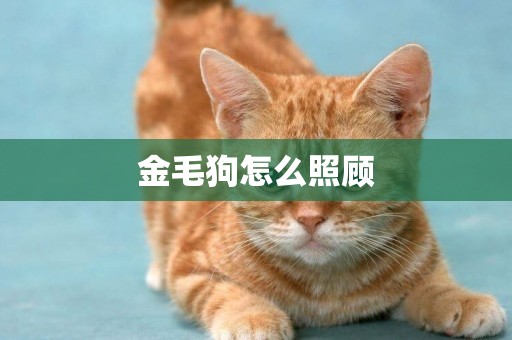 金毛狗怎么照顧