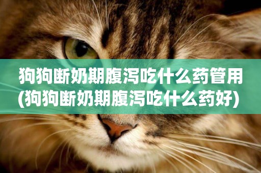 狗狗斷奶期腹瀉吃什么藥管用(狗狗斷奶期腹瀉吃什么藥好) 