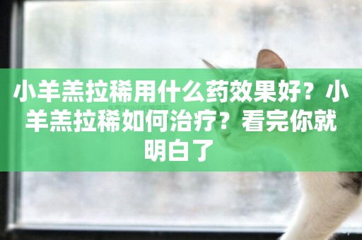 小羊羔拉稀用什么藥效果好？小羊羔拉稀如何治療？看完你就明白了 