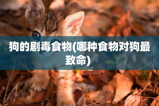 狗的劇毒食物(哪種食物對狗最致命) 