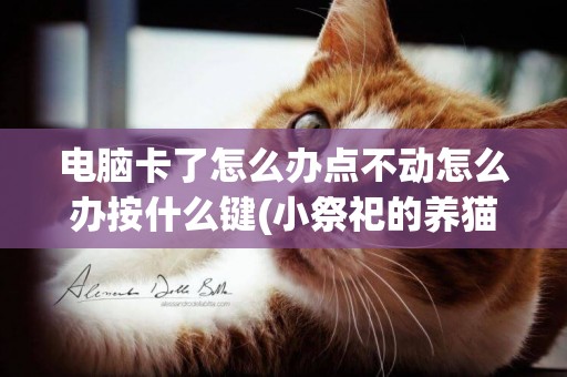 電腦卡了怎么辦點不動怎么辦按什么鍵(小祭祀的養貓日記) 