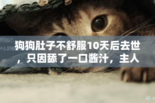 狗狗肚子不舒服10天后去世，只因舔了一口醬汁，主人悔不當初 