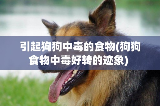 引起狗狗中毒的食物(狗狗食物中毒好轉的跡象) 