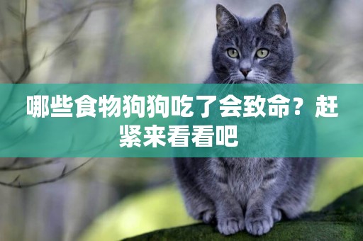 哪些食物狗狗吃了會致命？趕緊來看看吧 