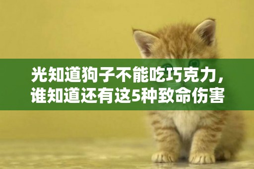 光知道狗子不能吃巧克力，誰知道還有這5種致命傷害！ 