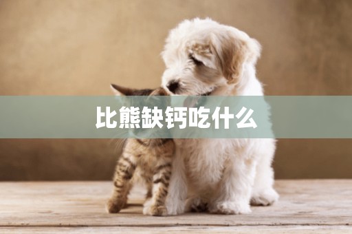比熊缺鈣吃什么