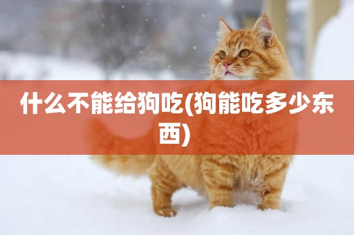 什么不能給狗吃(狗能吃多少東西) 