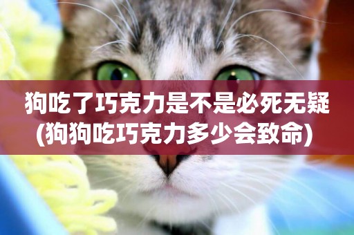狗吃了巧克力是不是必死無疑(狗狗吃巧克力多少會致命) 