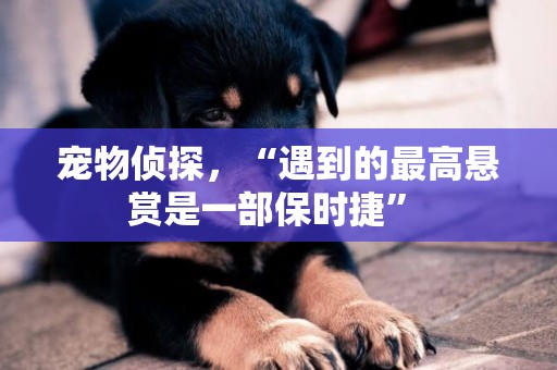 寵物偵探，“遇到的最高懸賞是一部保時捷” 