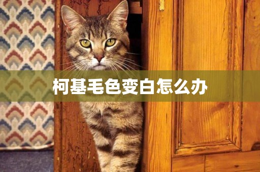 柯基毛色變白怎么辦
