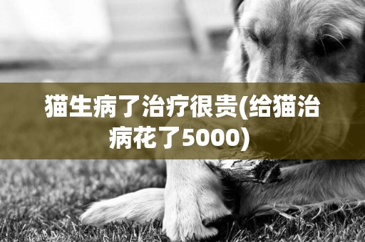 貓生病了治療很貴(給貓治病花了5000) 