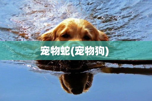 寵物蛇(寵物狗) 