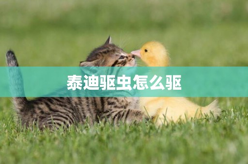 泰迪驅蟲怎么驅