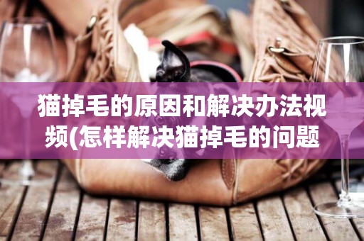 貓掉毛的原因和解決辦法視頻(怎樣解決貓掉毛的問題) 