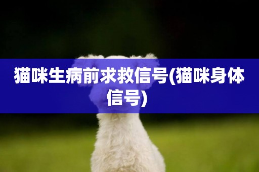 貓咪生病前求救信號(貓咪身體信號) 