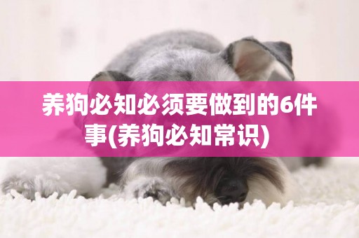 養狗必知必須要做到的6件事(養狗必知常識) 