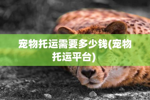 寵物托運需要多少錢(寵物托運平臺) 