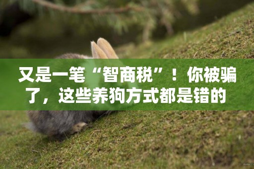 又是一筆“智商稅”！你被騙了，這些養狗方式都是錯的 
