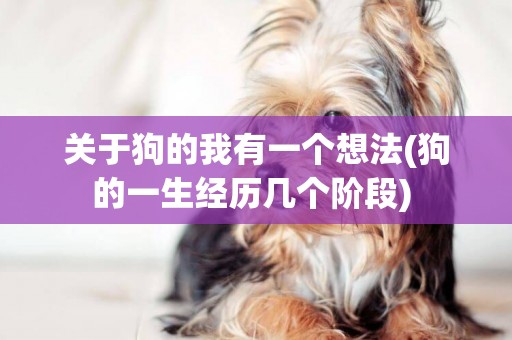 關于狗的我有一個想法(狗的一生經歷幾個階段) 