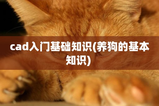 cad入門基礎知識(養狗的基本知識) 