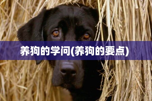 養狗的學問(養狗的要點) 