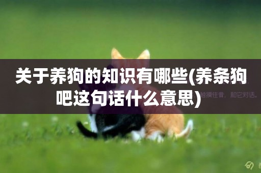 關于養狗的知識有哪些(養條狗吧這句話什么意思) 