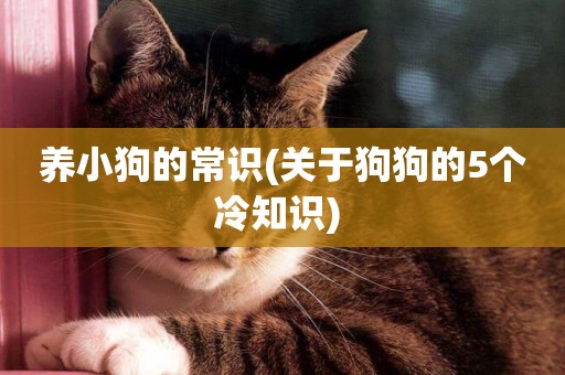 養小狗的常識(關于狗狗的5個冷知識) 
