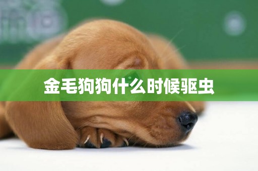 金毛狗狗什么時候驅蟲