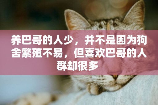 養巴哥的人少，并不是因為狗舍繁殖不易，但喜歡巴哥的人群卻很多 