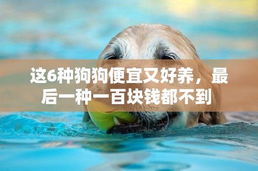 這6種狗狗便宜又好養，最后一種一百塊錢都不到 