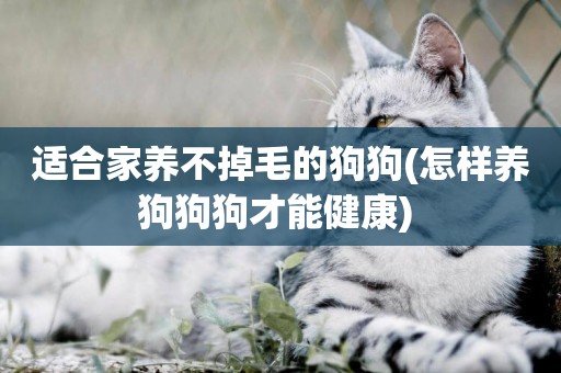 適合家養不掉毛的狗狗(怎樣養狗狗狗才能健康) 