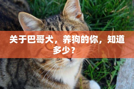 關于巴哥犬，養狗的你，知道多少？ 