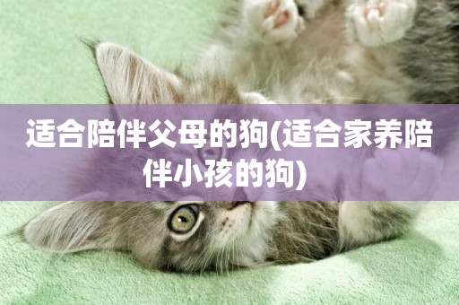 適合陪伴父母的狗(適合家養陪伴小孩的狗) 