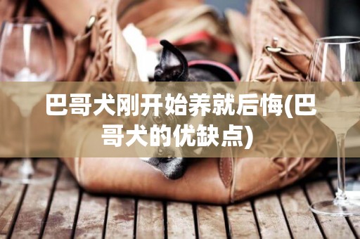 巴哥犬剛開始養就后悔(巴哥犬的優缺點) 