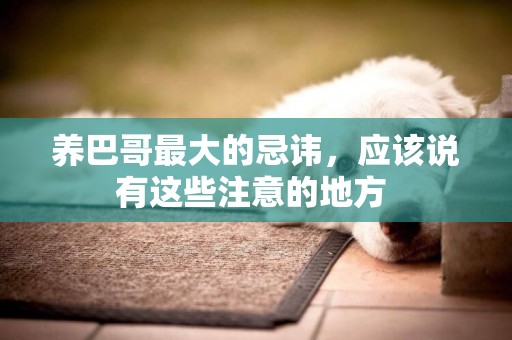 養巴哥最大的忌諱，應該說有這些注意的地方 
