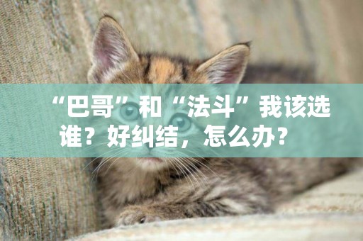 “巴哥”和“法斗”我該選誰？好糾結，怎么辦？ 