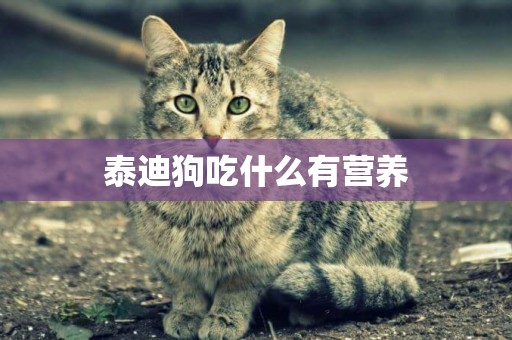 泰迪狗吃什么有營養