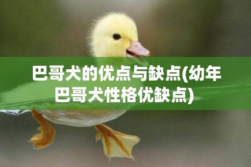 巴哥犬的優點與缺點(幼年巴哥犬性格優缺點) 