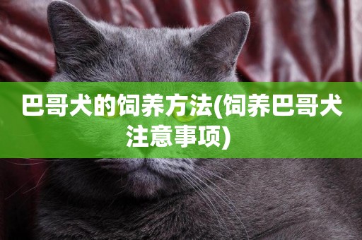巴哥犬的飼養方法(飼養巴哥犬注意事項) 