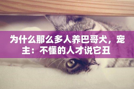 為什么那么多人養巴哥犬，寵主：不懂的人才說它丑 