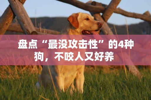 盤點“最沒攻擊性”的4種狗，不咬人又好養 