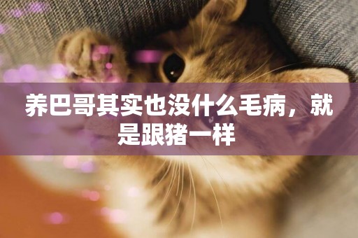 養巴哥其實也沒什么毛病，就是跟豬一樣 