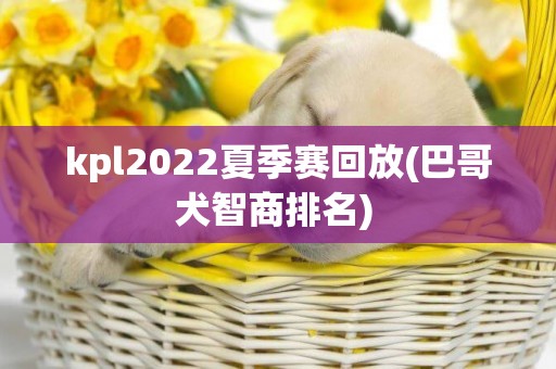 kpl2022夏季賽回放(巴哥犬智商排名) 