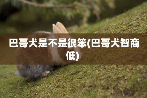 巴哥犬是不是很笨(巴哥犬智商低) 