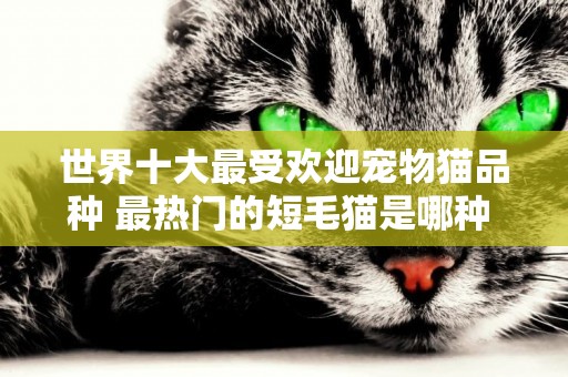 世界十大最受歡迎寵物貓品種 最熱門的短毛貓是哪種 